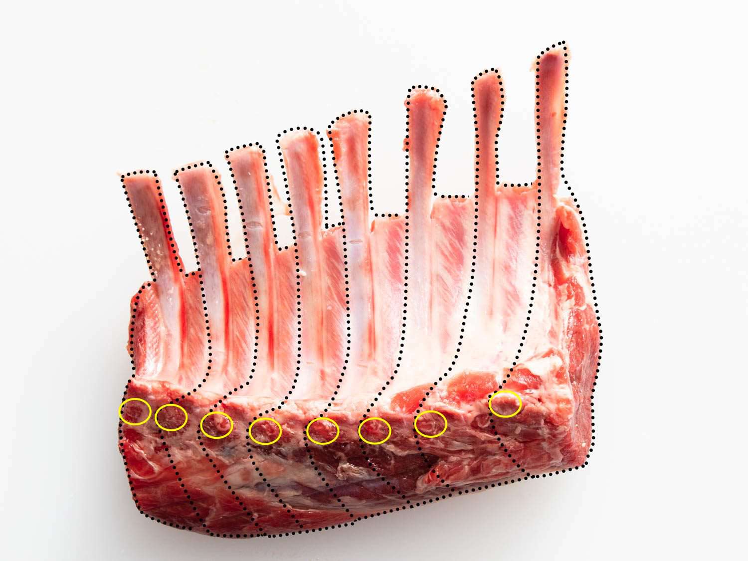 A diagram of the bones and loin in a rack of lamb to show where to divide it.