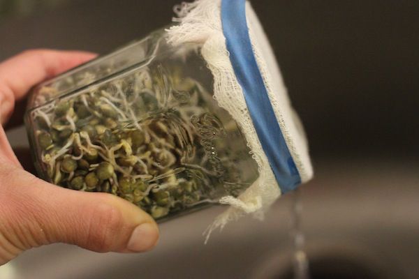 A hand holding a jar of sprouts