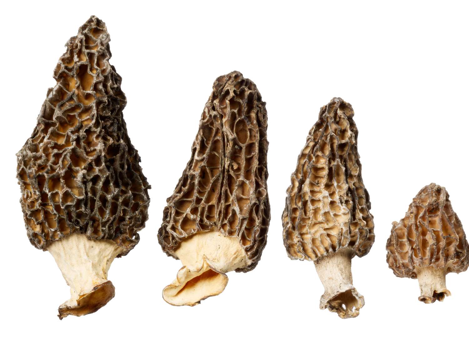 Morels