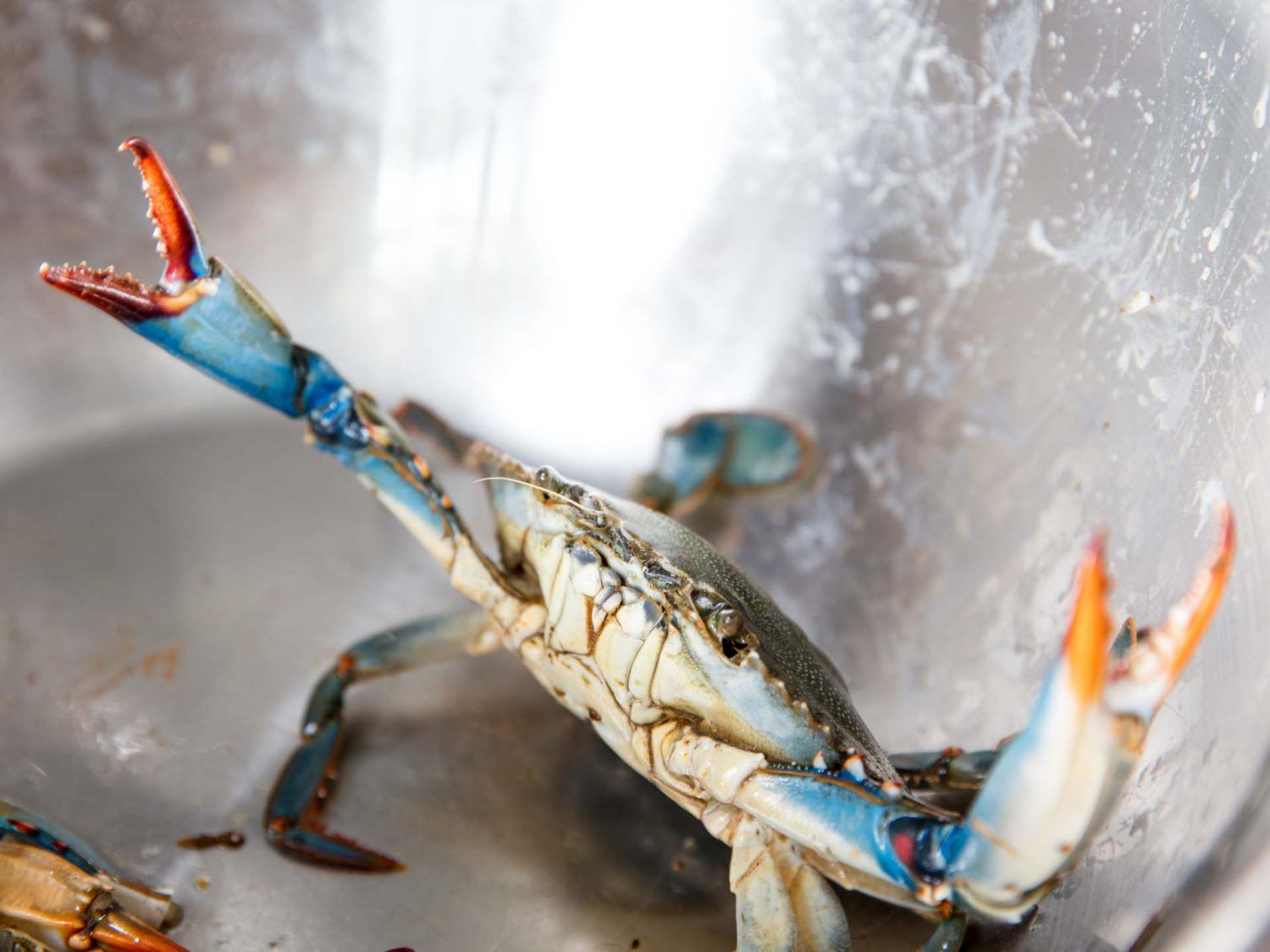 A live blue crab in a metal bowl.