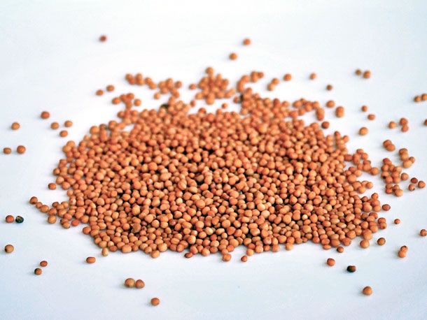 Mustard Seeds
