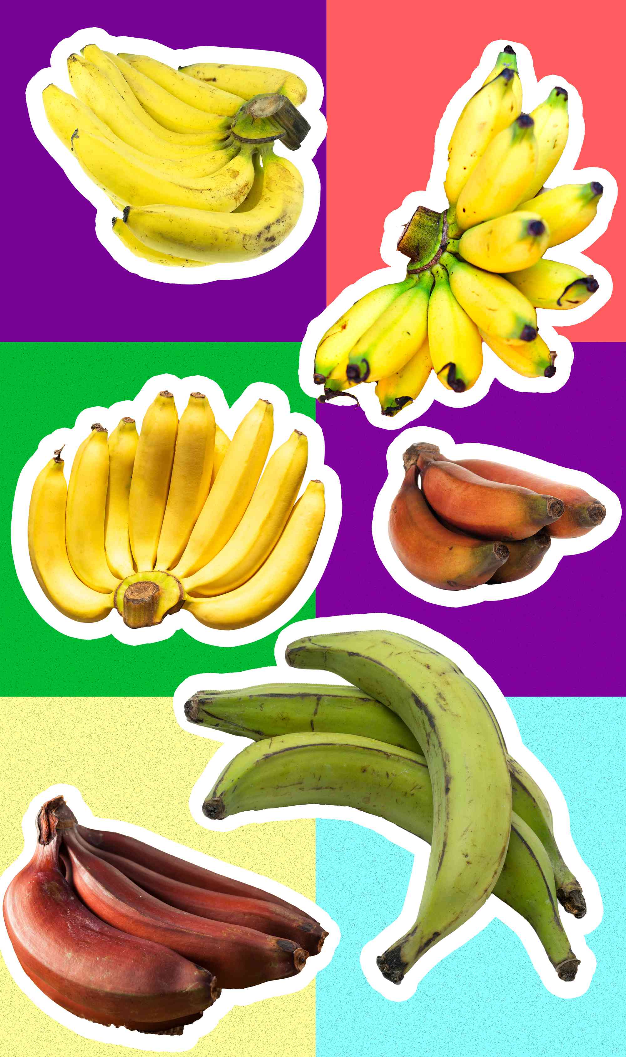 Graphic of banana varieties