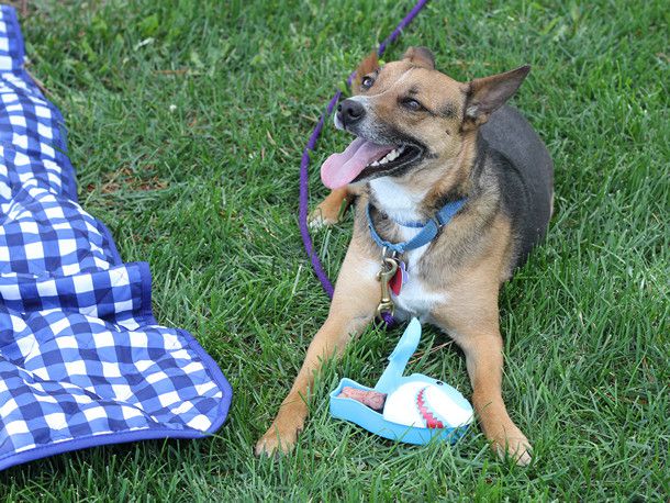 A dog in play pose on the grass next to a blue and white checkered picnic blanket. 