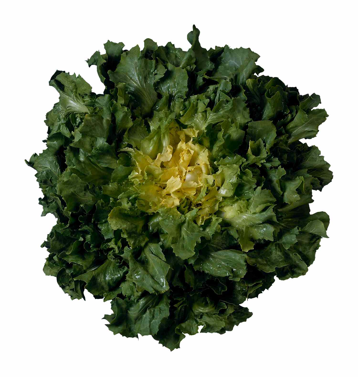 Heads of leafy escarole with its curly green leaves and pale yellow core