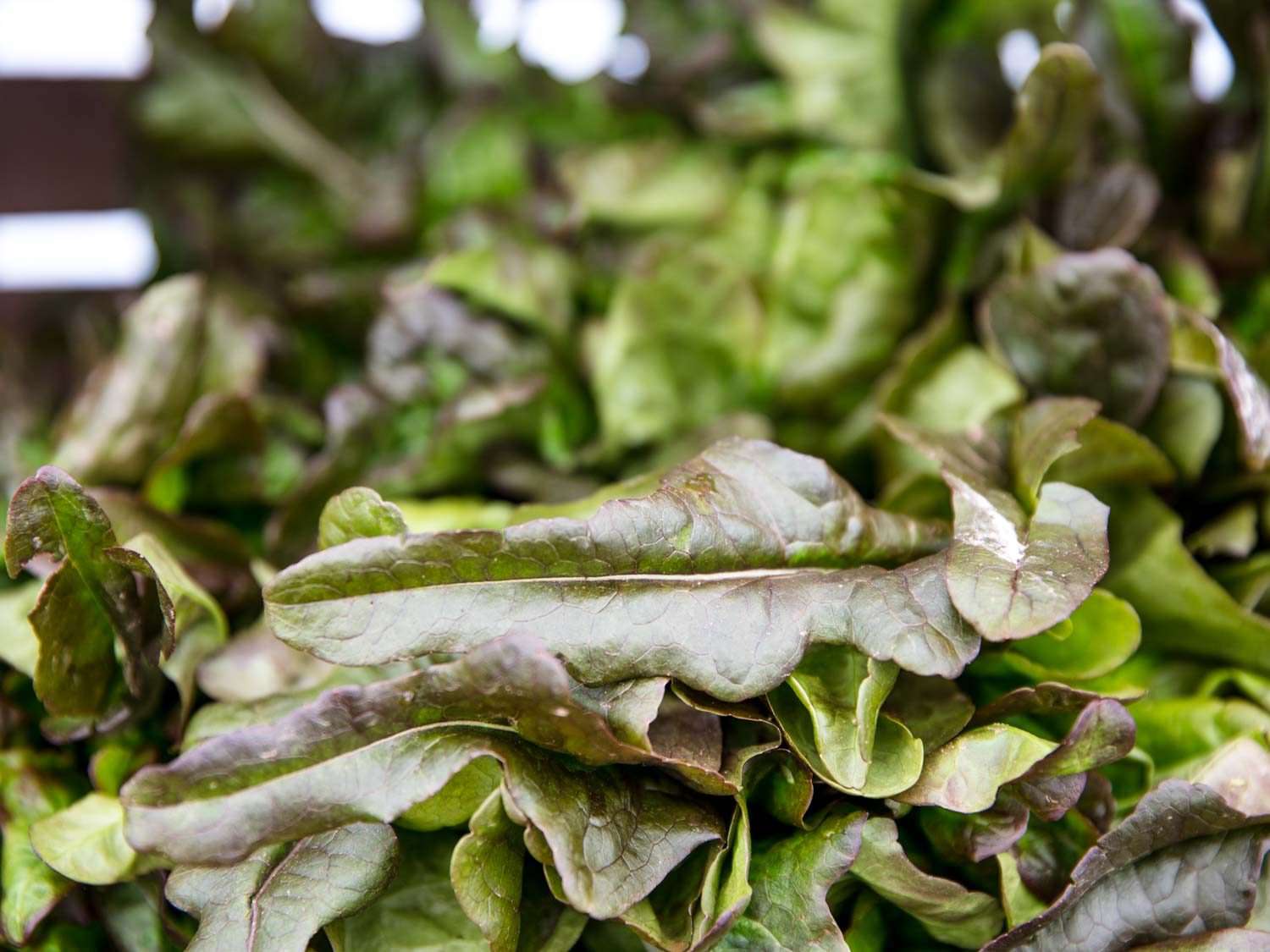 Close-up of green lettuce leaves at Willow Wisp Organic Farm farmers market stand