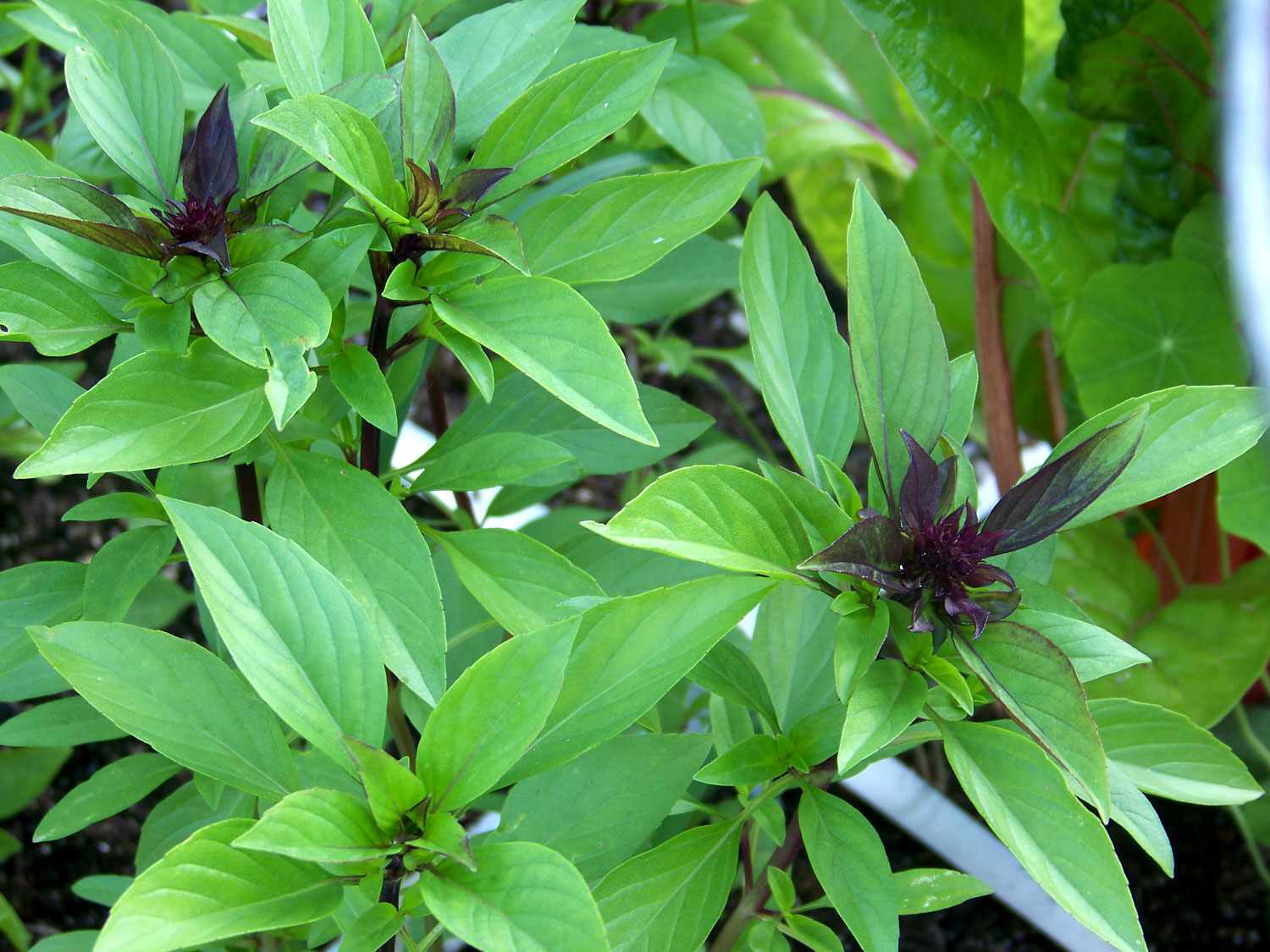 A Thai basil plant. 