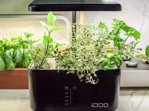 Three indoor herb gardens growing herbs on a kitchen countertop.