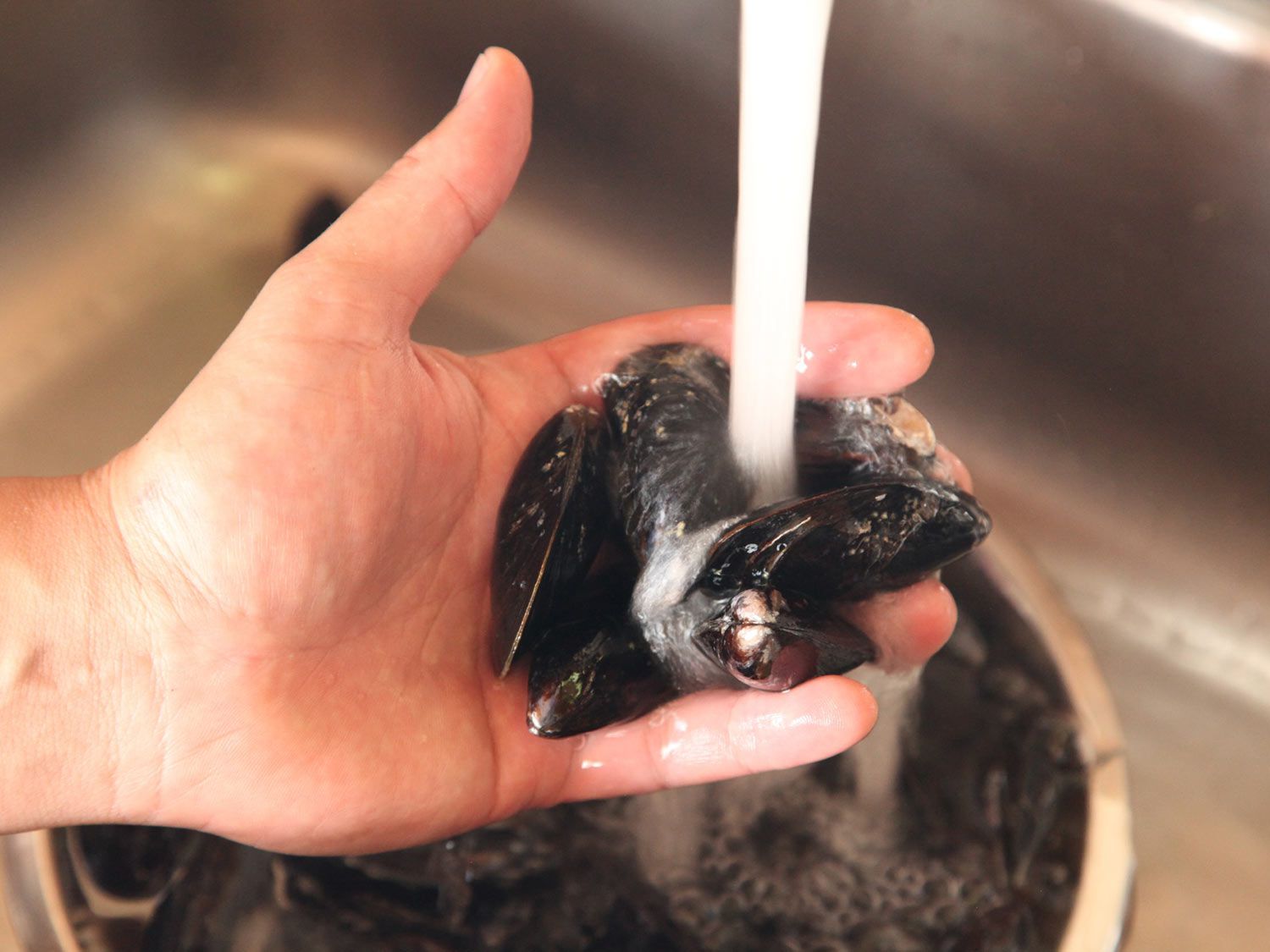 A hand holding and rinsing mussels under running water. 