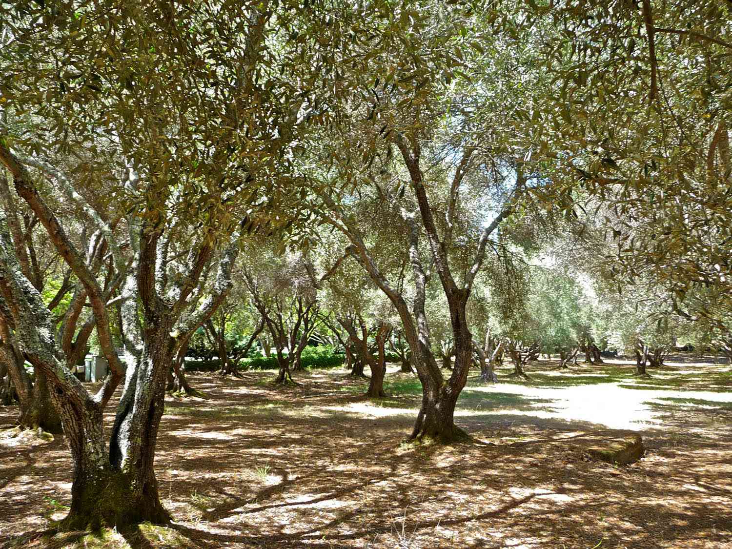 A sun-dappled grove of olive trees