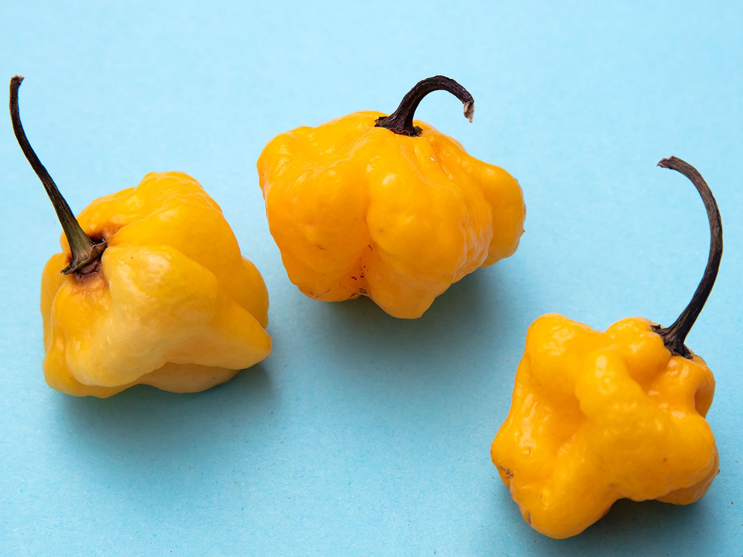 Three yellow Scotch bonnet peppers with a blue background.