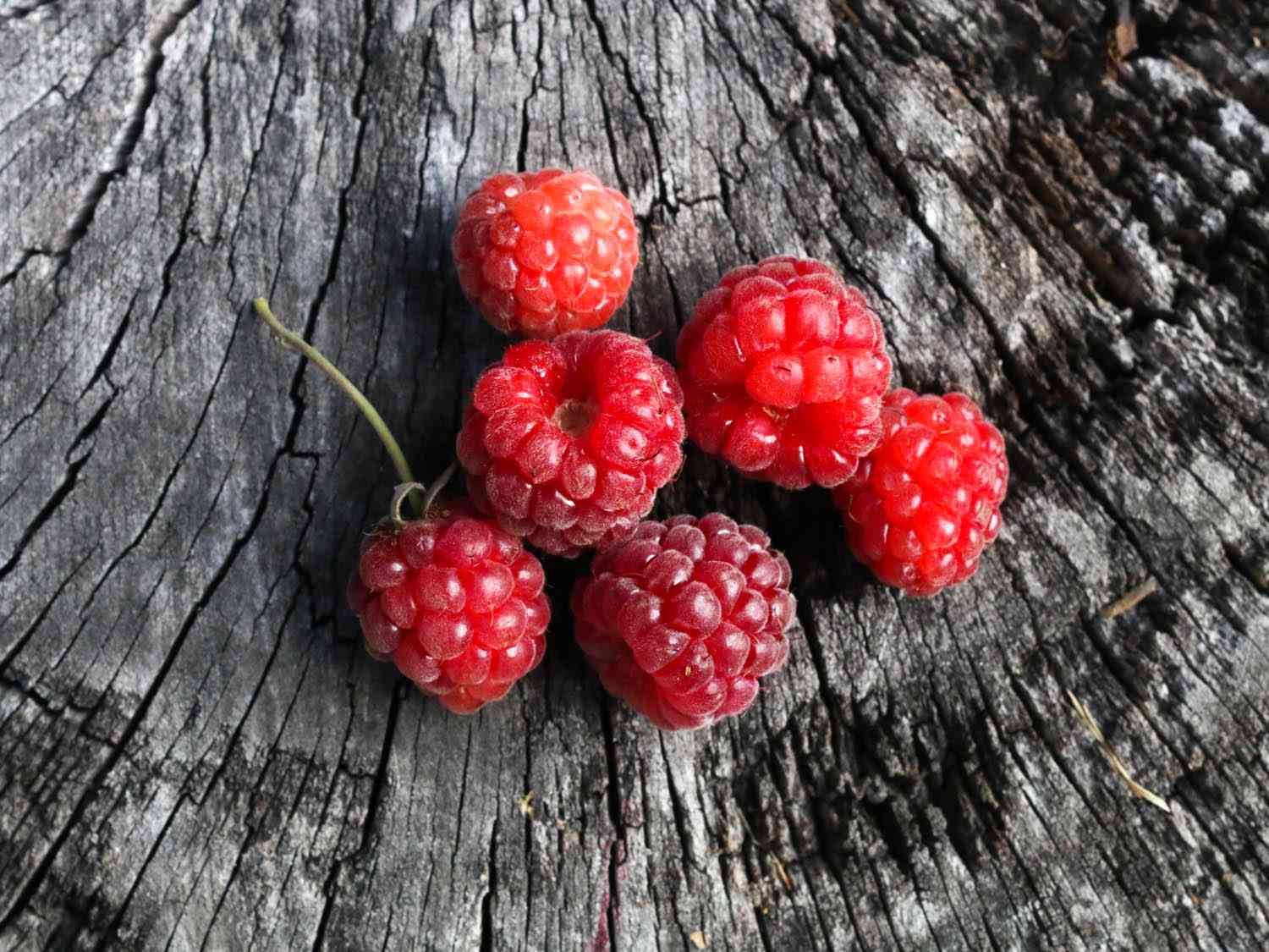 A small cluster of red loganberries on weathered wood