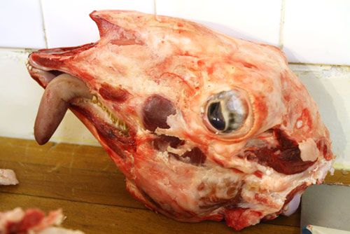 raw lambs head