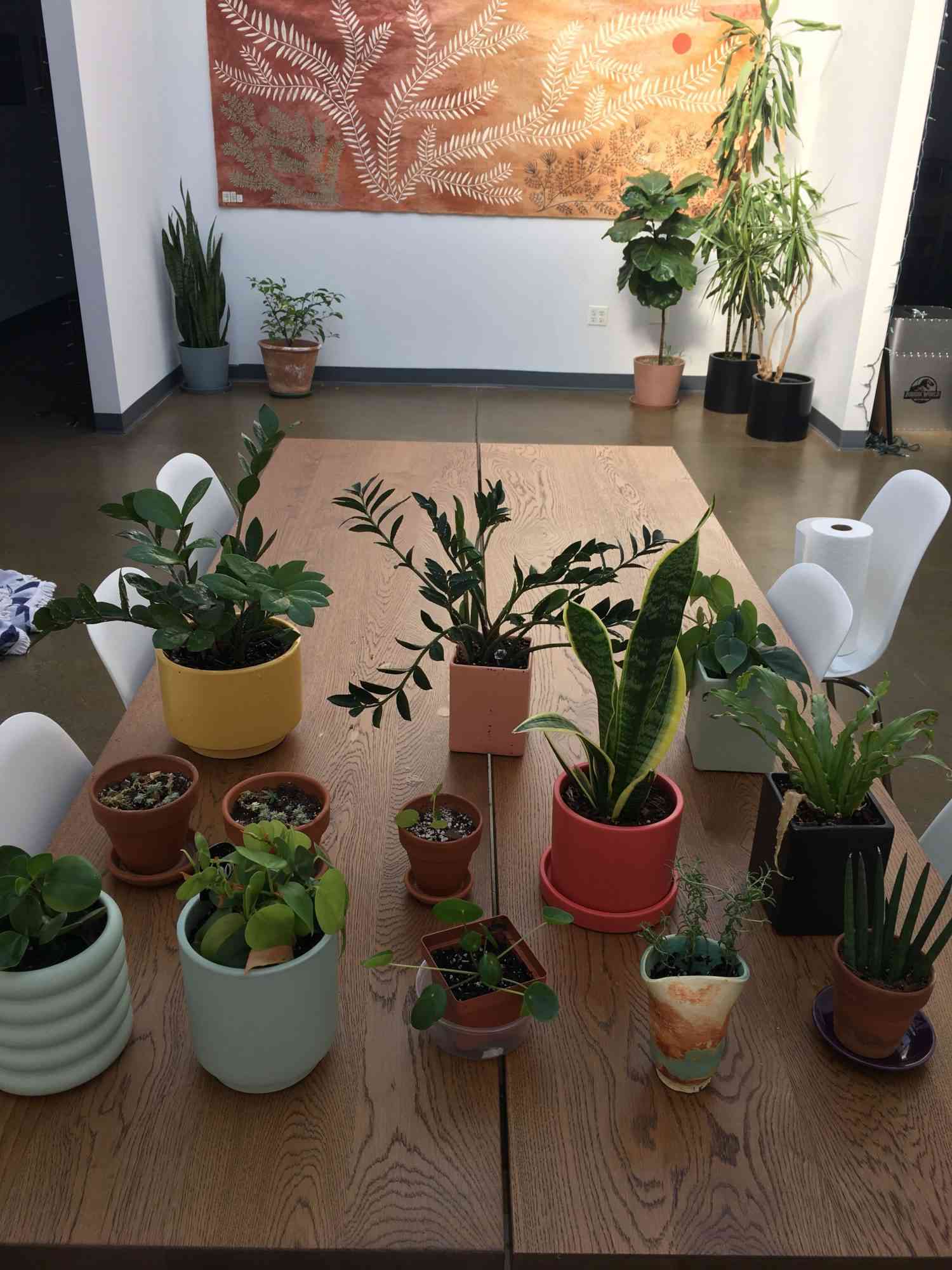 Serious Eats office plants grouped up on a table