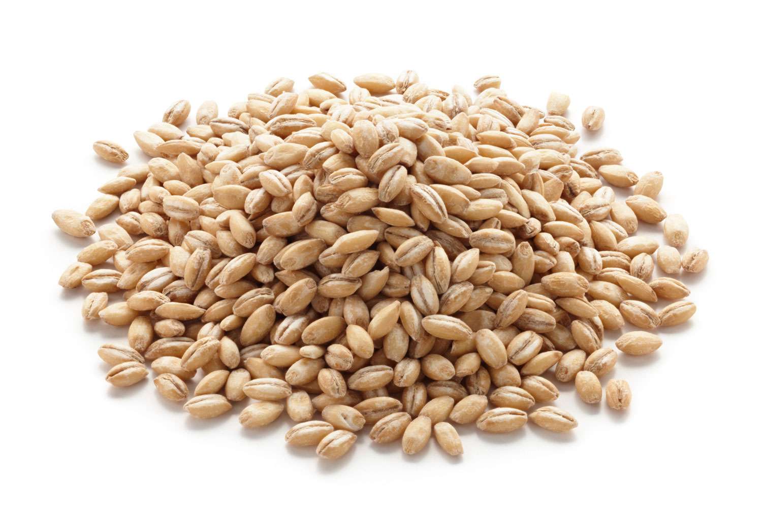 A small pile of uncooked barley grains. 