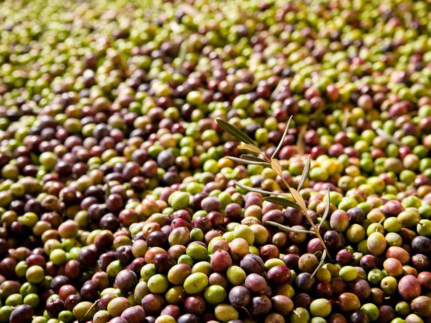 Large pile of freshly-harvested green and purple olives. 