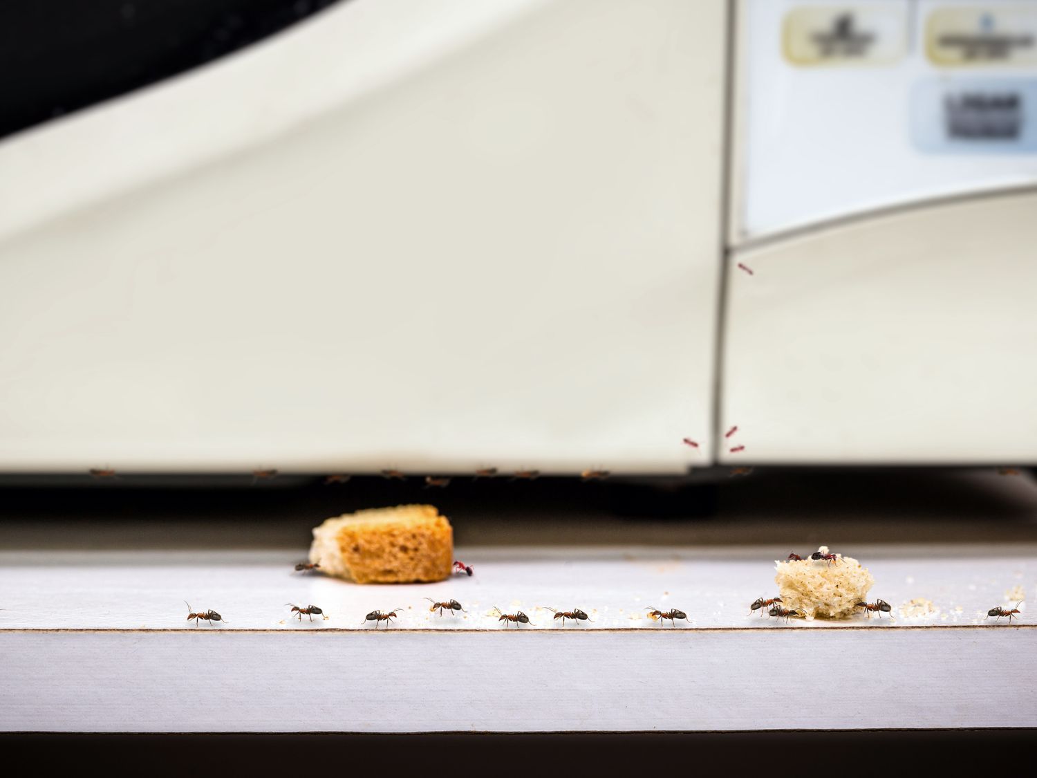 A trail of ants near food. 