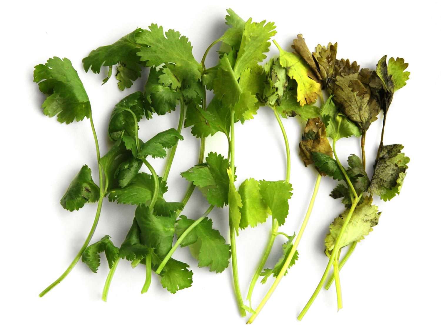 Sample stems of cilantro, ranging from very fresh and green to wilted and browned, stored in different ways