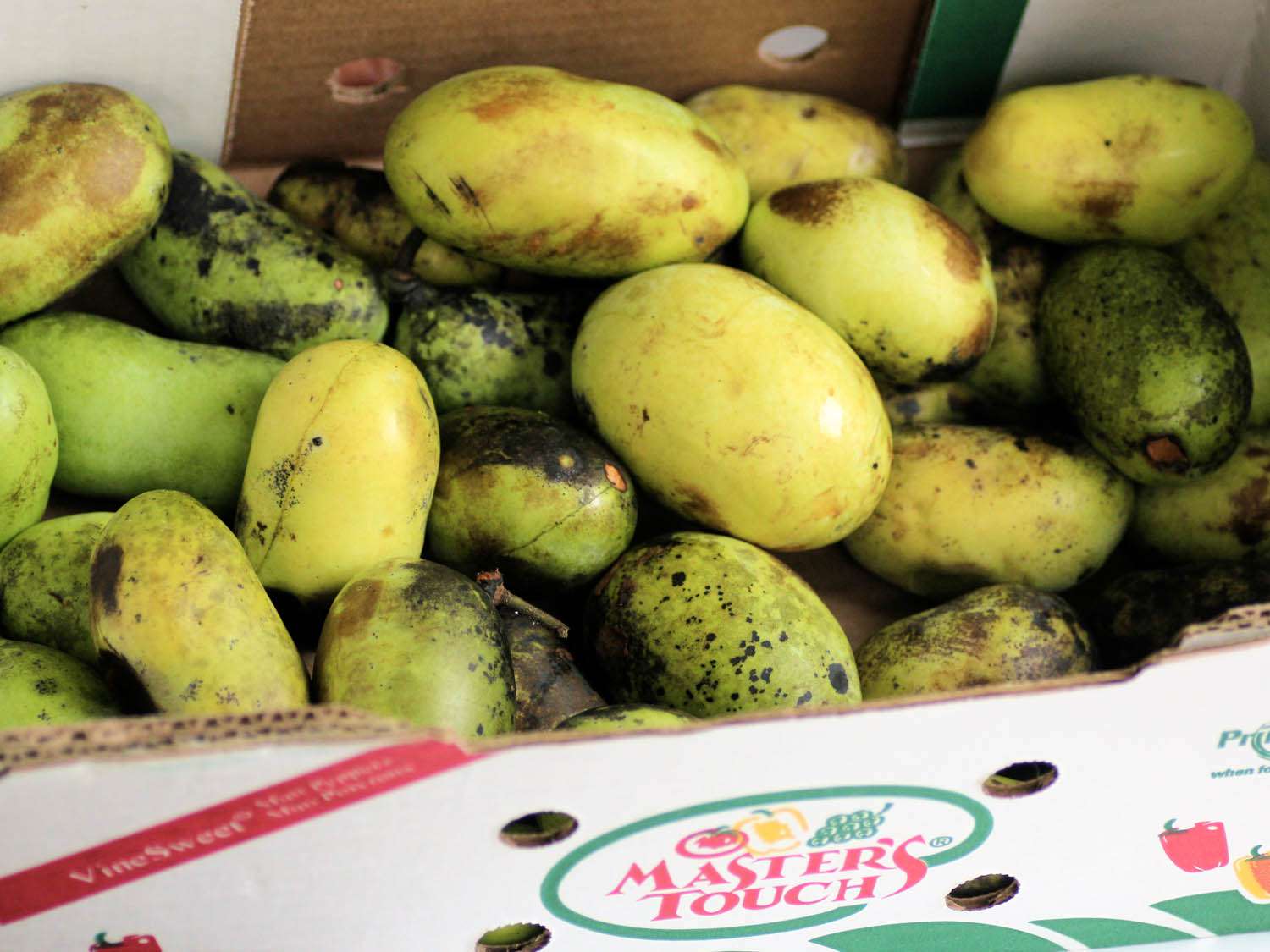 A box full of green pawpaws 