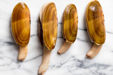 Four Pacific razor clams in their shells on a marble slab.
