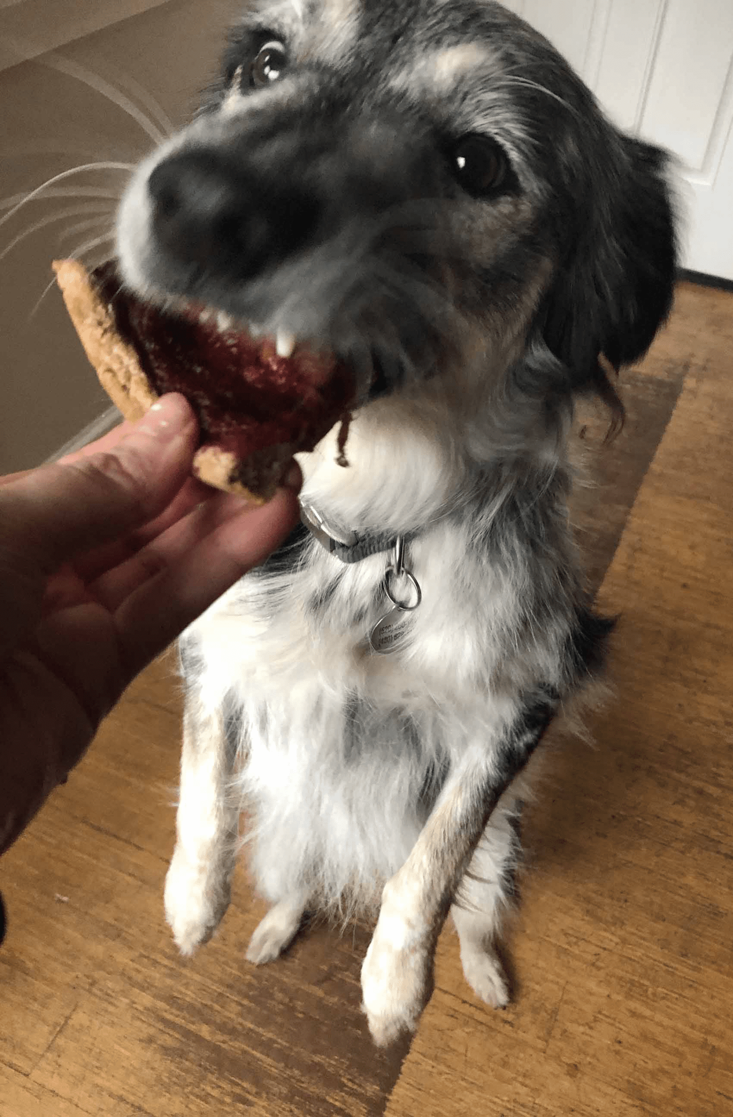 Ezri Dax (a dog) eating a piece of pizza