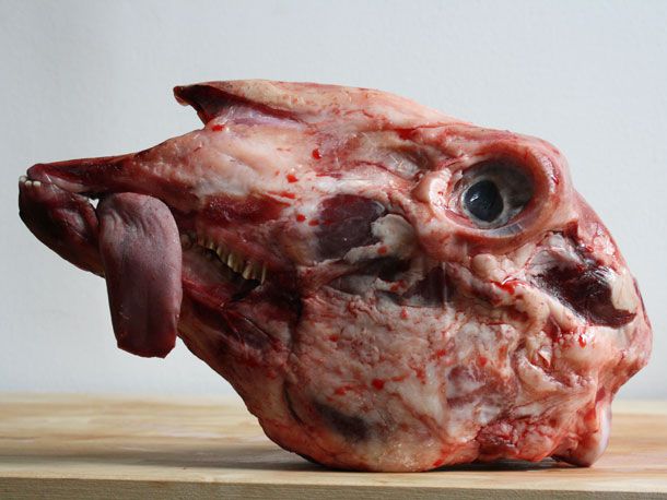 A whole raw lamb's head