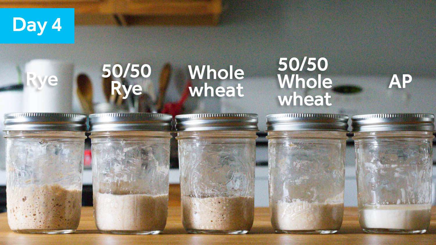 Five sourdough starter samples on Day 4, showing some swelling and bubbling.