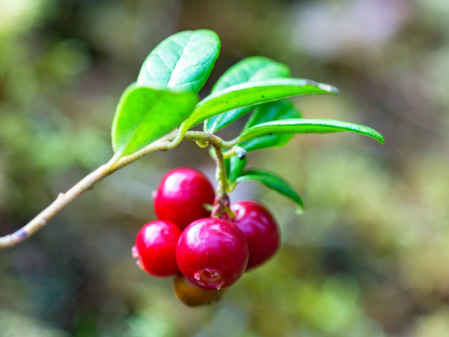 Cluster of bright pink lingonberries hanging from a branch