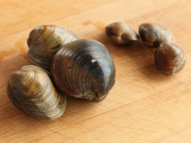Examples of littleneck and cherrystone clams in shells.