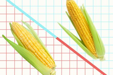 Graphic of sweet corn and field corn