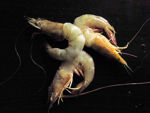 Three head-on, in-the-shell shrimp on a black background.