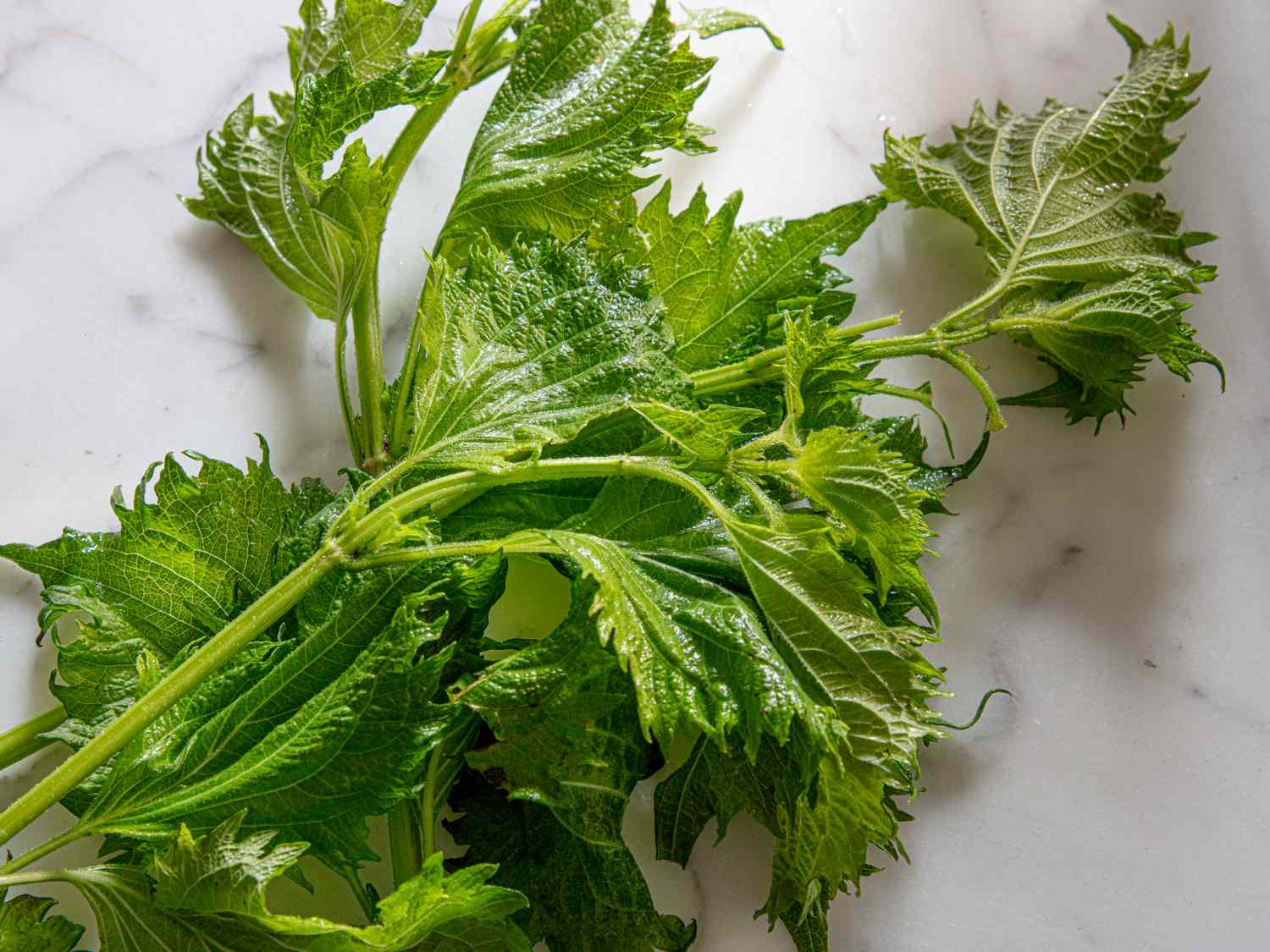 Fresh shiso leaves on a marble background