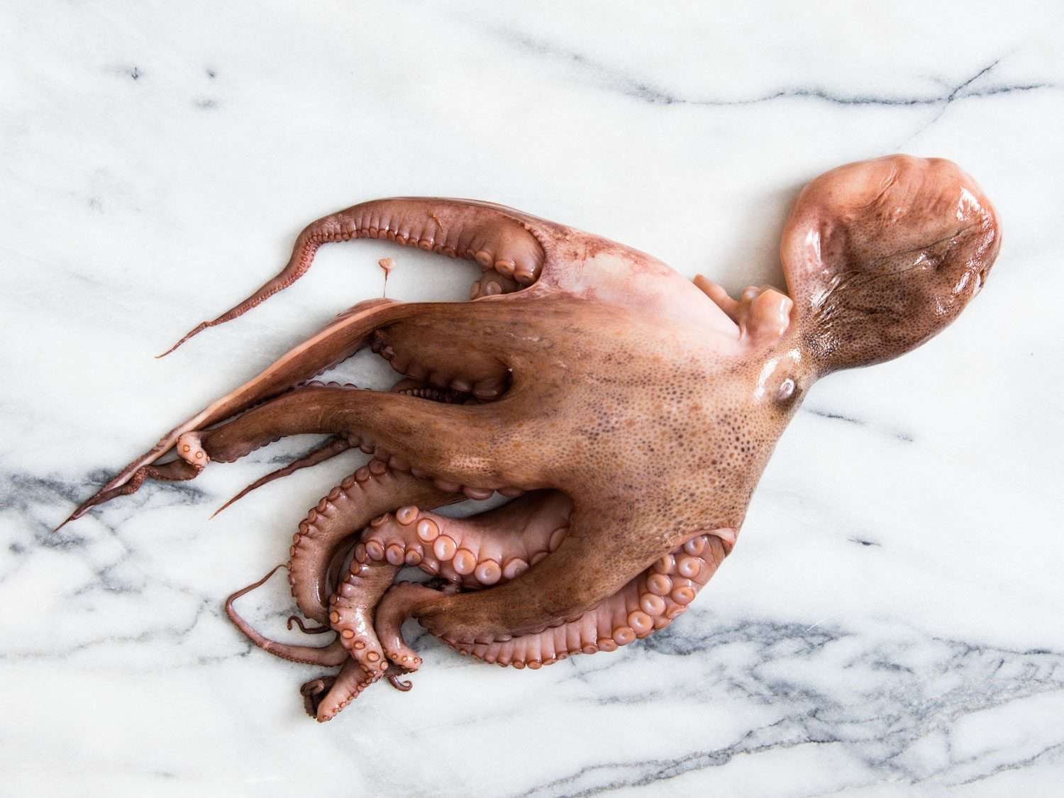 A whole raw octopus on a marble surface