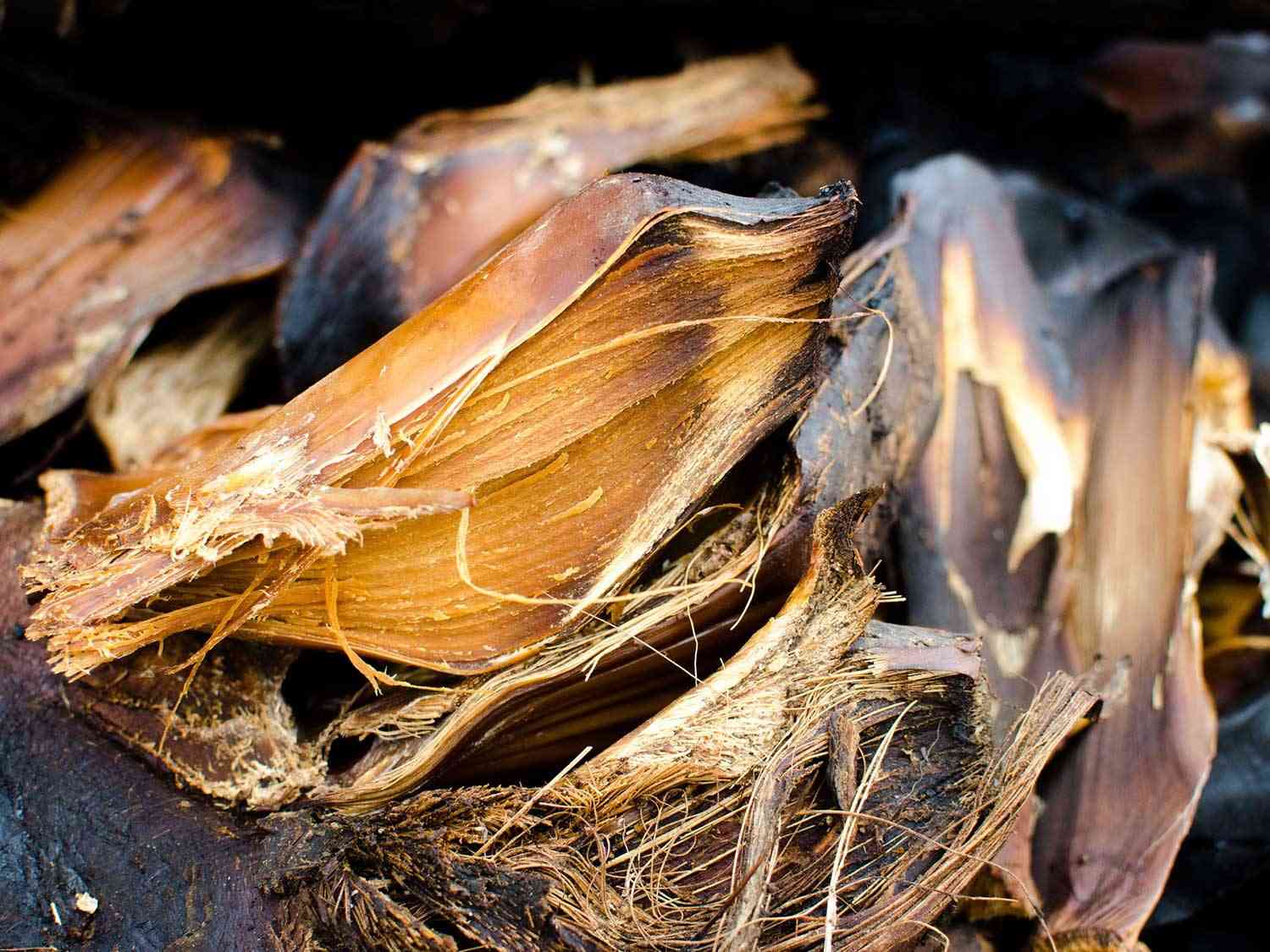 Agave roasting in Oaxaca