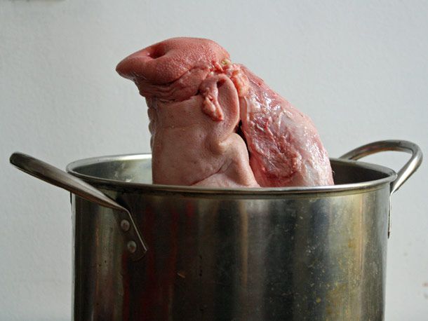 A pig's head in a pot with the snout pointing up. 