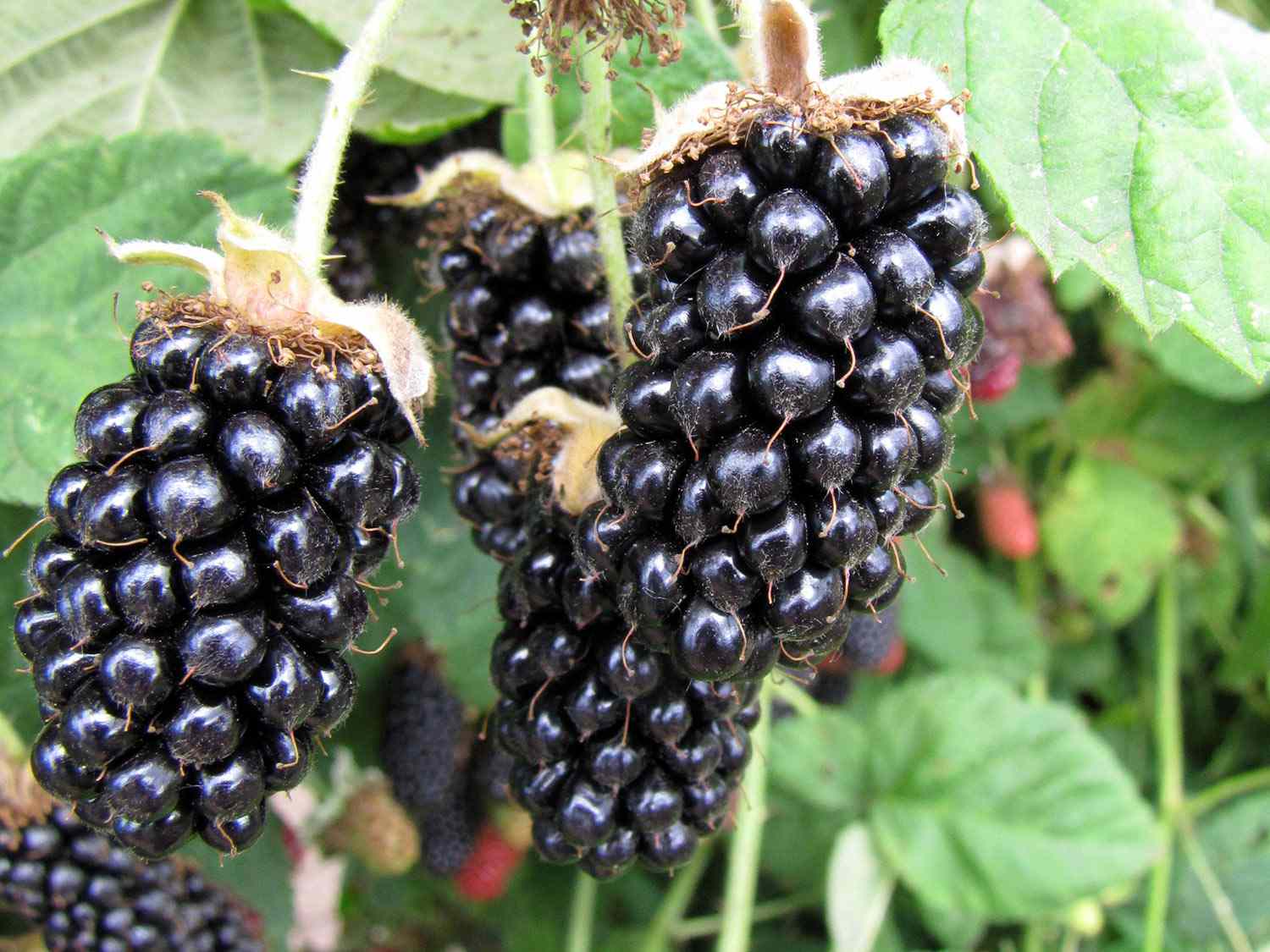 Close up of marionberries on a bush.