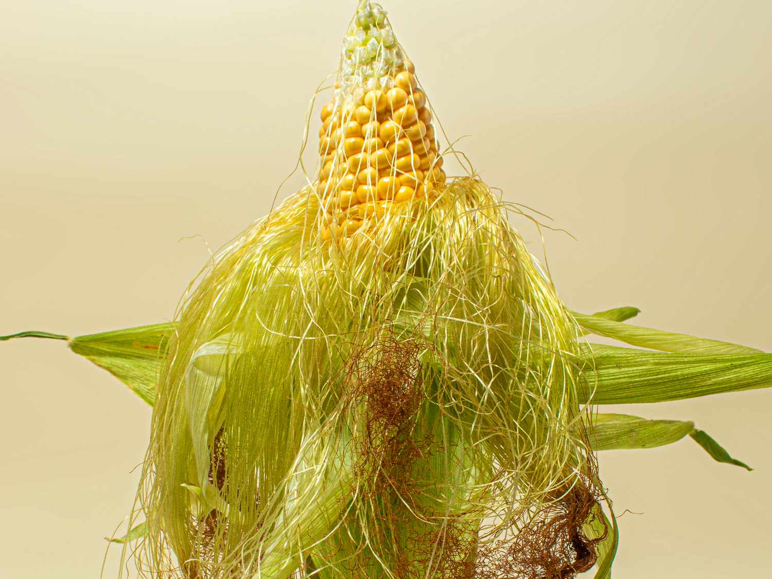 An ear of corn partially wrapped in husks and strands of silk