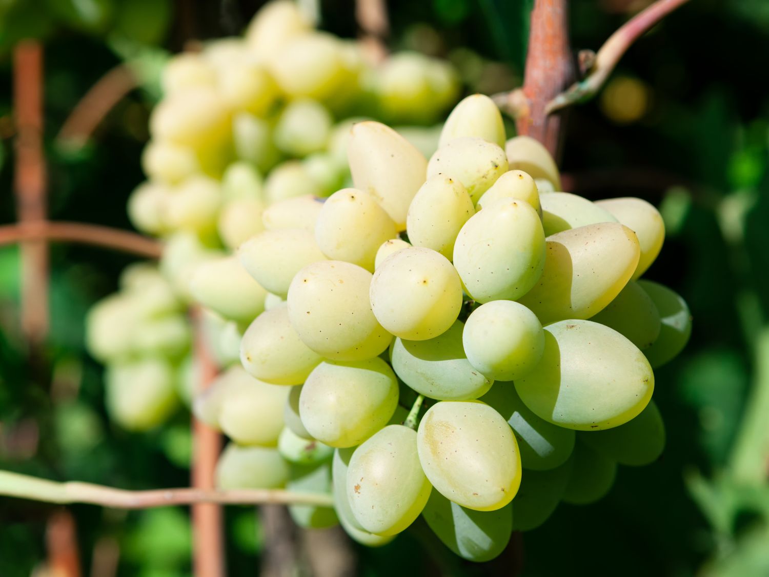 A closeup of a cluster of grapes growing on a vine
