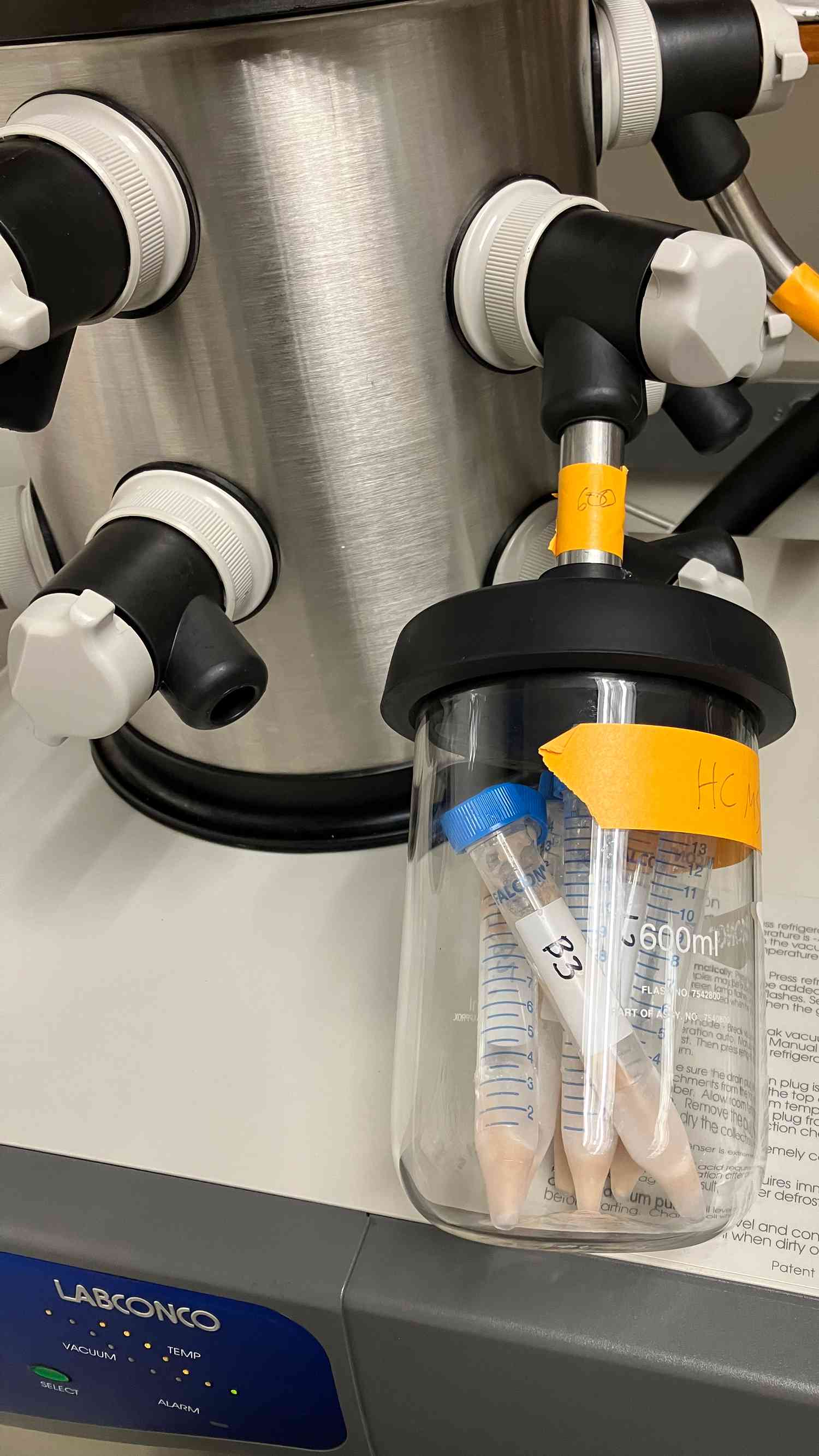 Bean samples during lyophilization