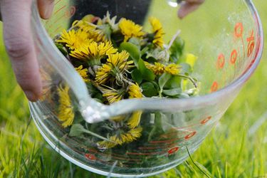 A glass measuring cup holding dandelion blossoms and greens. 