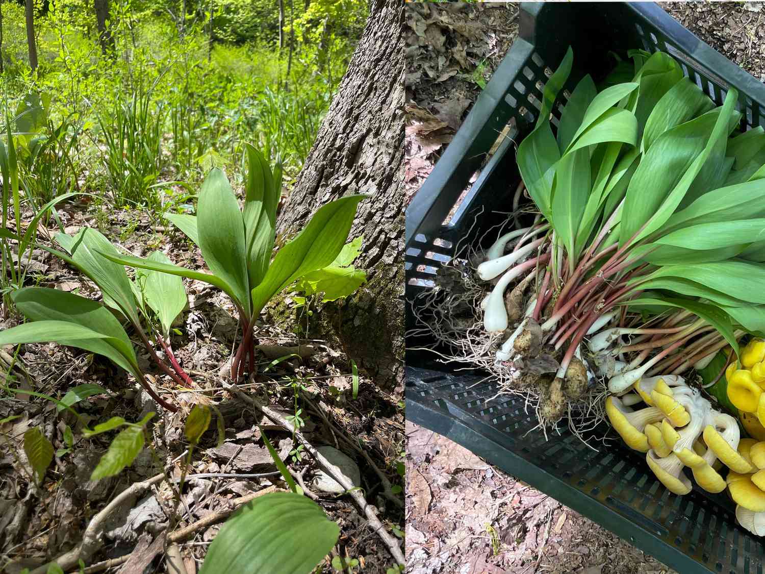 Two image collage of ramps before and after being foraged