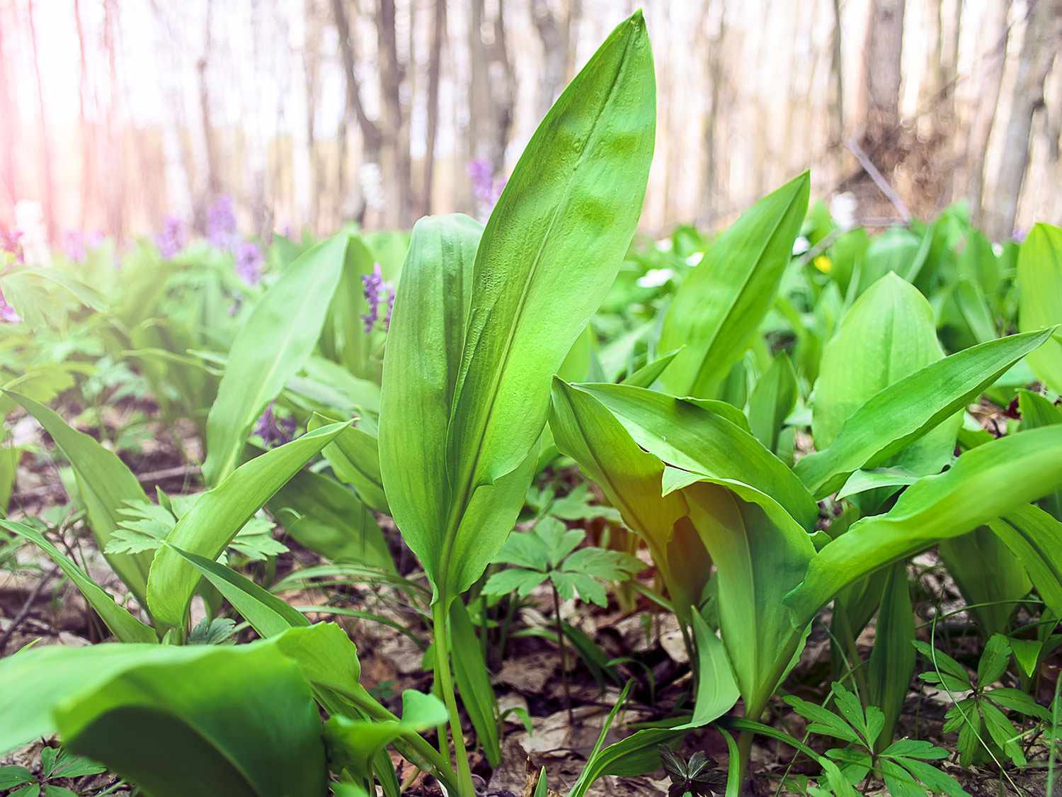 Wild ramps growing in the woods