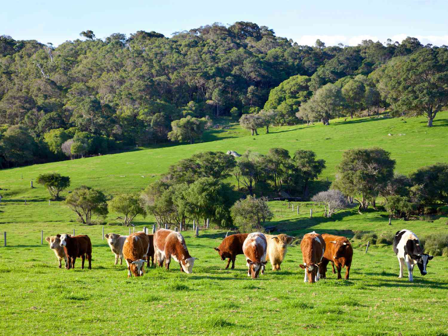 Grazing cattle in a field