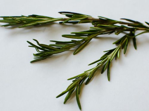 Thumbnail image for 20111020-175553-rosemary.jpg