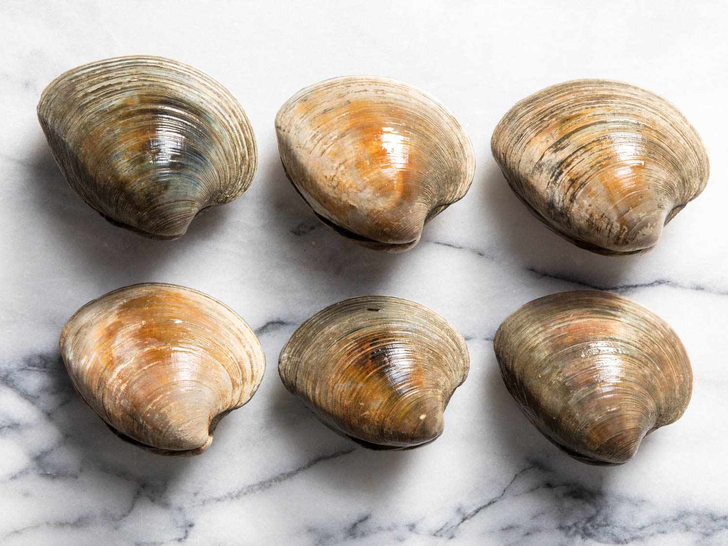 Six variations of chowder clams.