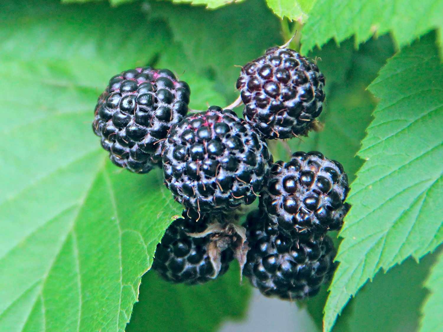 Photo of black raspberries