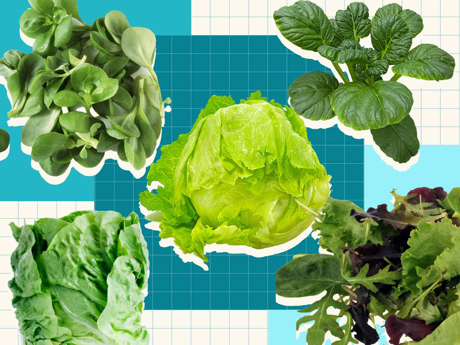 Lettuce Graphic