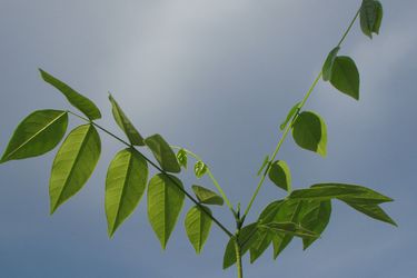 2013-13-01-coffeetree.jpg