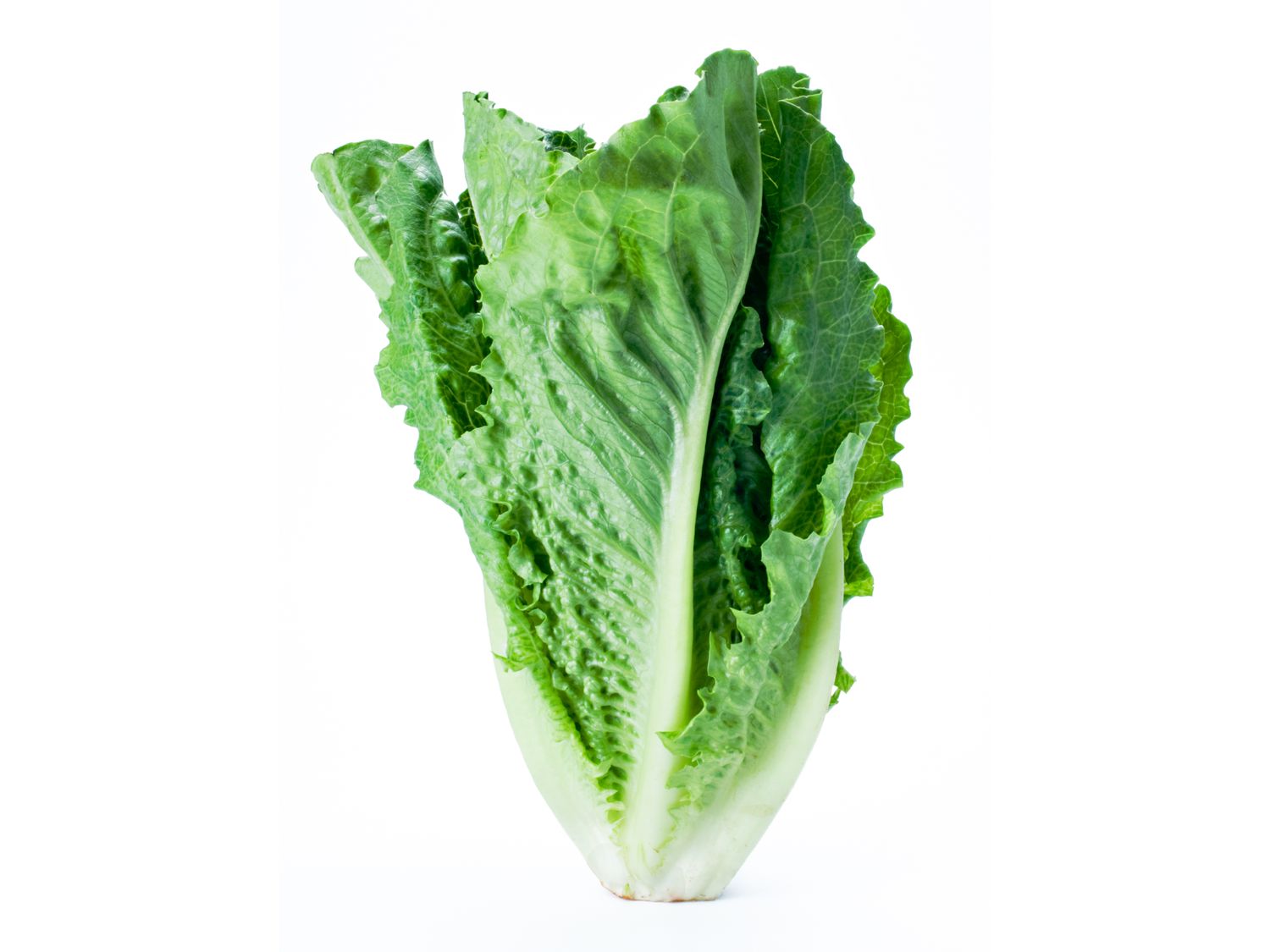 Romaine