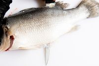 A person using the Victorinox Fillet Knife to slice a fish
