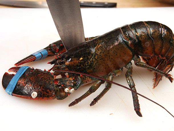 Driving the point of a knife into the back of a lobster's head to kill it